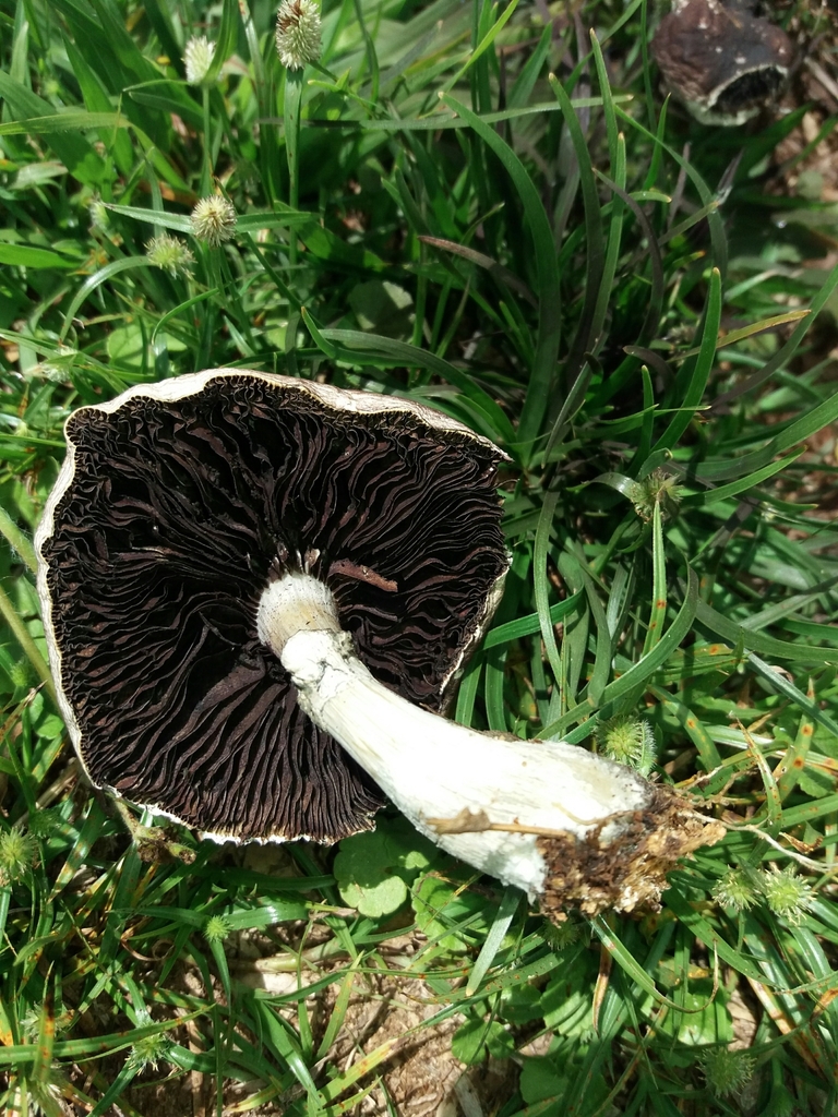 Psilocybe cubensis · August 2020 · photo: © danielmesa1 (iNaturalist, cc-by)