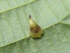 Caryomyia inclinata