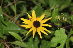 Rudbeckia hirta pulcherrima
