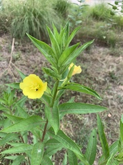 Oenothera