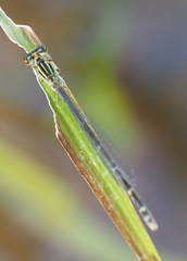 Enallagma durum