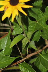 Rudbeckia hirta pulcherrima