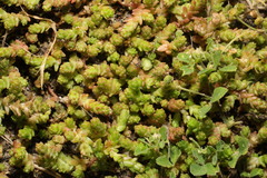 Sedum acre