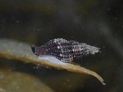 Raphitoma purpurea
