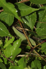 Rudbeckia hirta pulcherrima