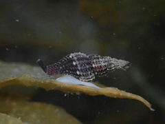 Raphitoma purpurea