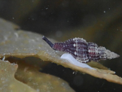 Raphitoma purpurea