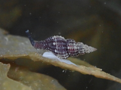 Raphitoma purpurea