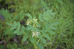 Astragalus americanus