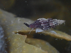 Raphitoma purpurea