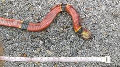 Micrurus diastema alienus