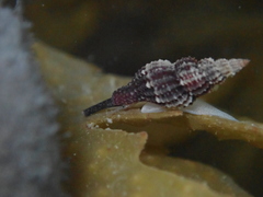 Raphitoma purpurea