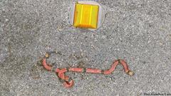 Micrurus diastema alienus