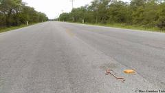 Micrurus diastema alienus