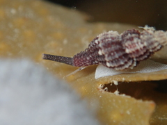 Raphitoma purpurea
