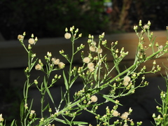Erigeron canadensis