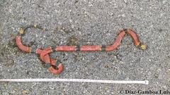 Micrurus diastema alienus