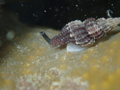 Raphitoma purpurea