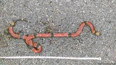 Micrurus diastema alienus