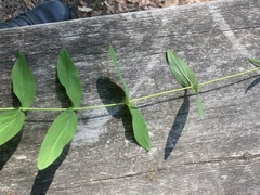 Hypericum montanum