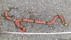 Micrurus diastema alienus