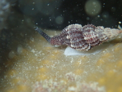 Raphitoma purpurea
