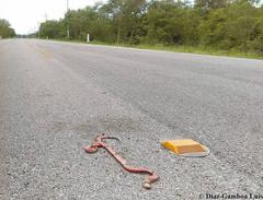 Micrurus diastema alienus