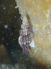 Raphitoma purpurea