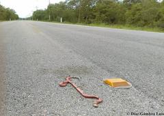 Micrurus diastema alienus