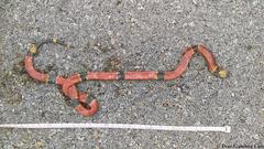 Micrurus diastema alienus