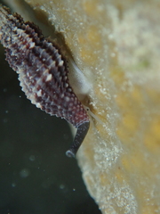 Raphitoma purpurea