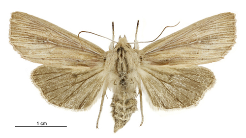 Ichneutica arotis photo 4