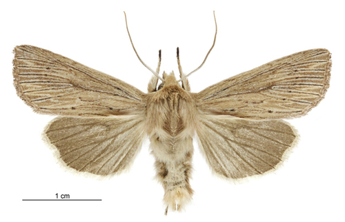 Ichneutica arotis photo 5