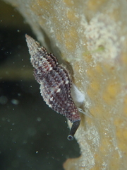 Raphitoma purpurea