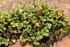 Asplenium ruta-muraria