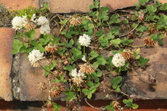 Trifolium repens