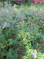 Rumex obtusifolius