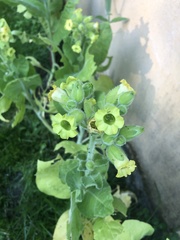 Nicotiana rustica