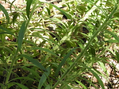 Erigeron canadensis