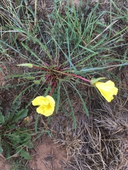 Oenothera flava