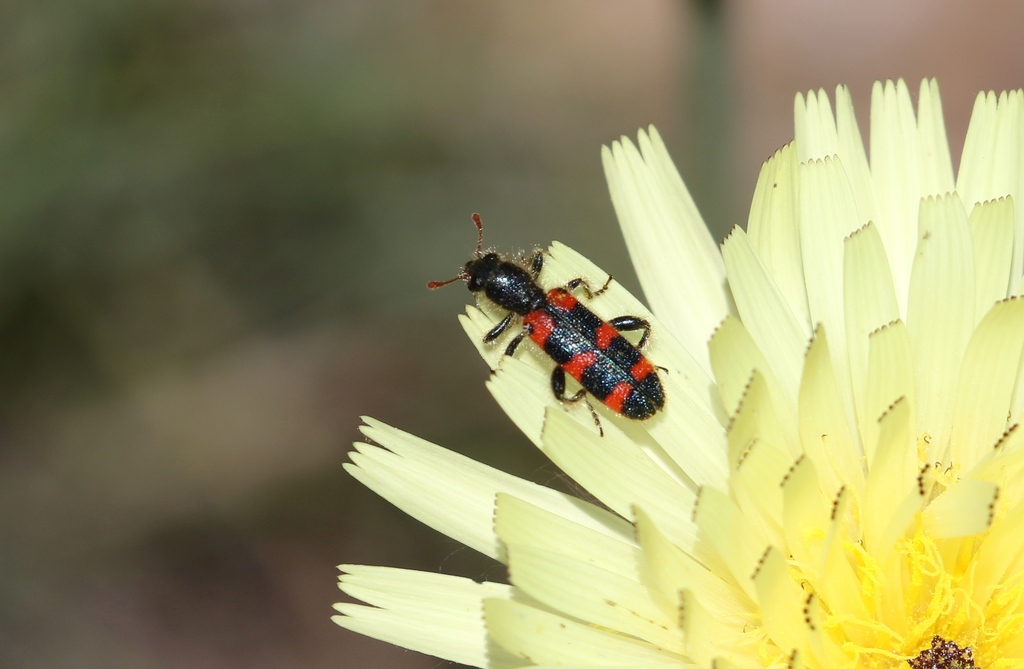 Trichodes leucopsideus