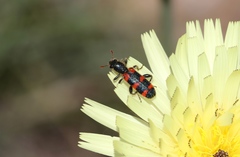 Trichodes leucopsideus