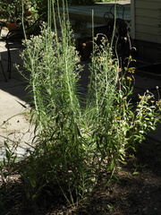 Erigeron canadensis