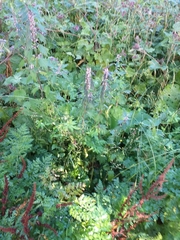 Leonurus quinquelobatus