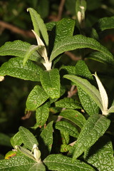 Buddleja globosa