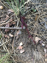 Corallorhiza maculata