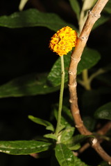 Buddleja globosa