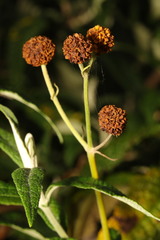 Buddleja globosa