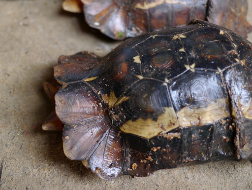 Eroded Hingeback Tortoise