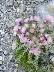 Carduus carlinoides